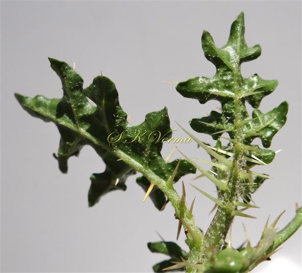  Leaves (Abaxial view)